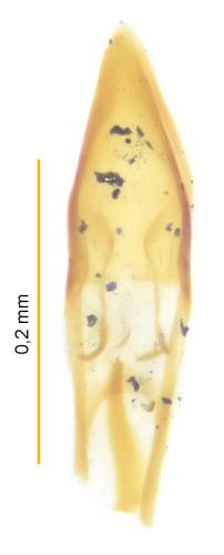Choragus aurolineatus